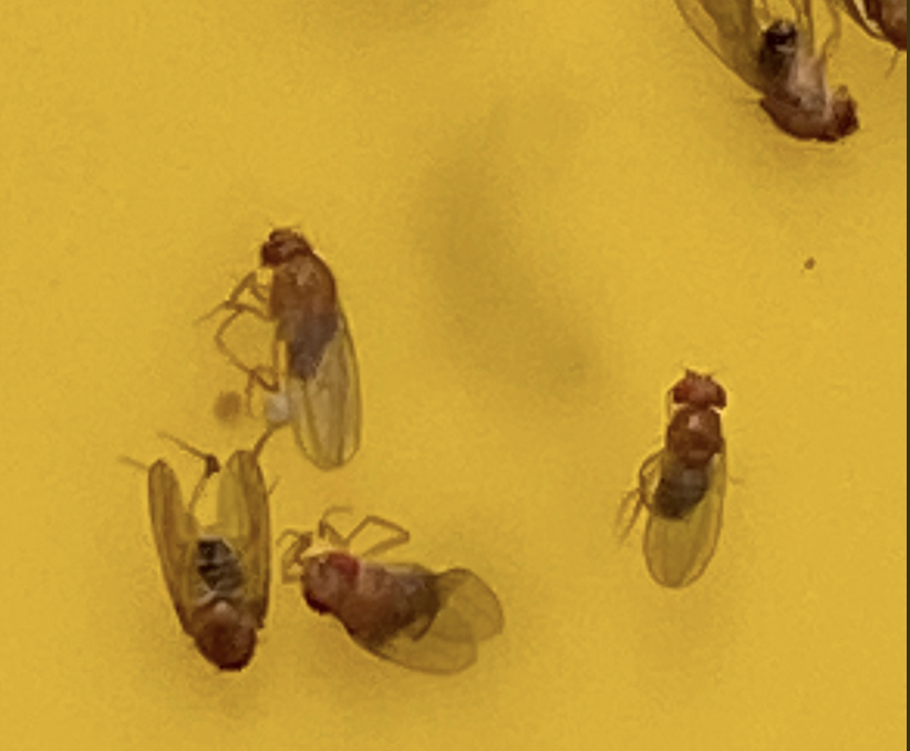 dead flies
